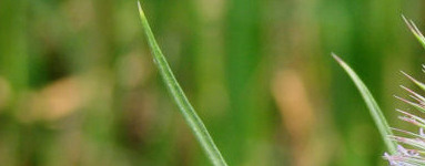 Zdravilni učinki divje ščetice (Dipsacus fullonum)